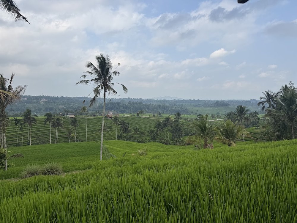 Lush green rice terraces in the Bali countryside