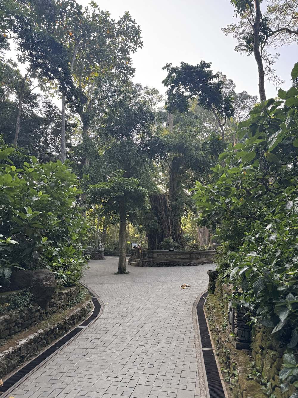 A stone pathway through Ubud's Sacred Monkey Forest